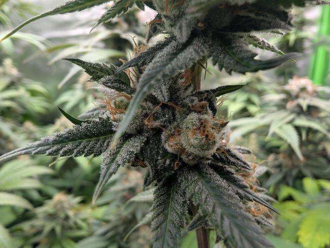 OG Nana. Week 13