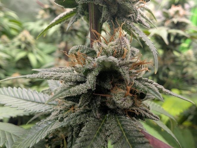 OG Nana. Week 13
