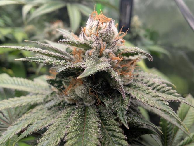 OG Nana. Week 13