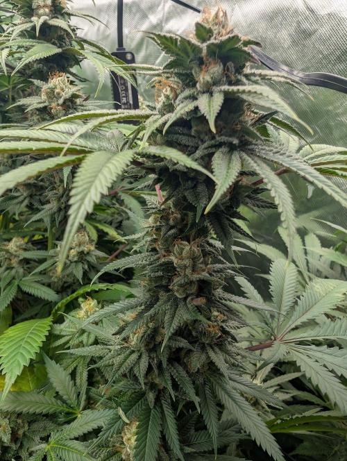 OG Nana. Week 13