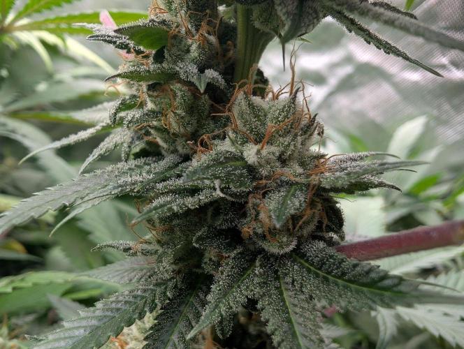 OG Nana. Week 13