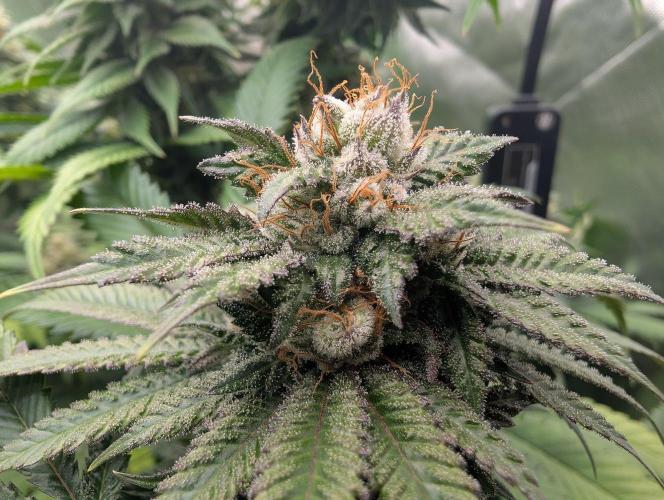 OG Nana. Week 13
