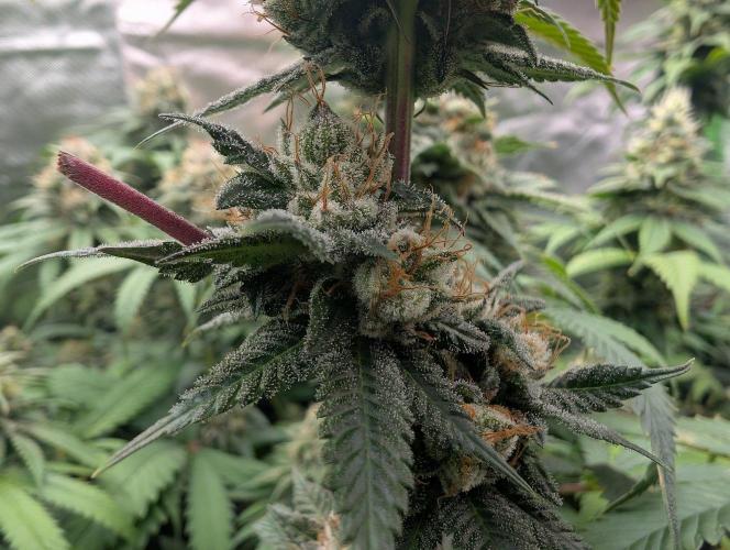 OG Nana. Week 13