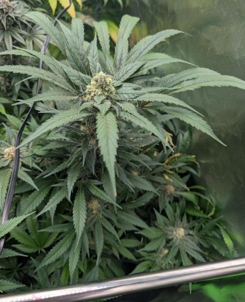 Cant have enough cookies. Week 14