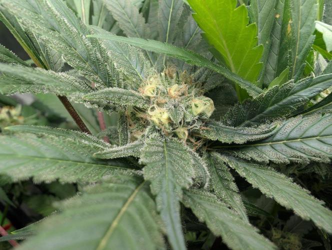 Cant have enough cookies. Week 14