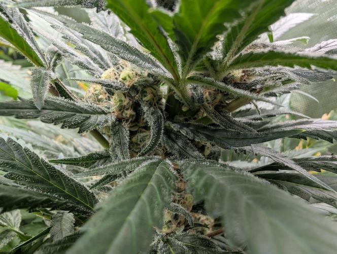 Wedding Cookies. Week 14