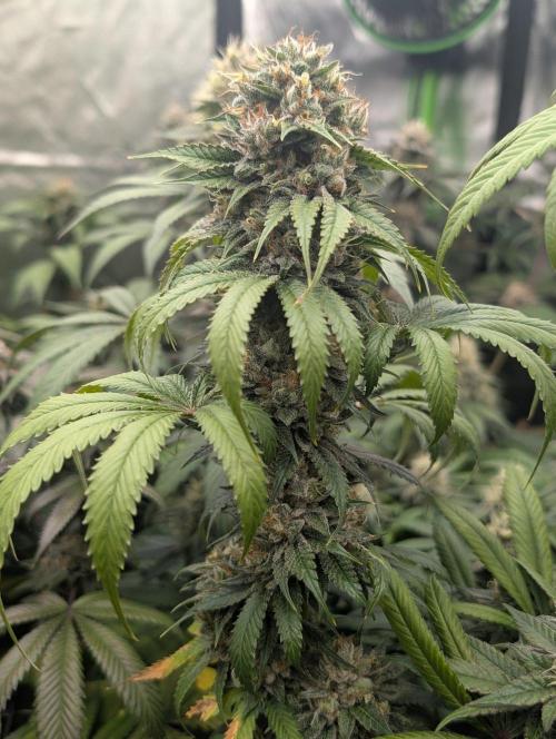 Do Si Tang. Week 14