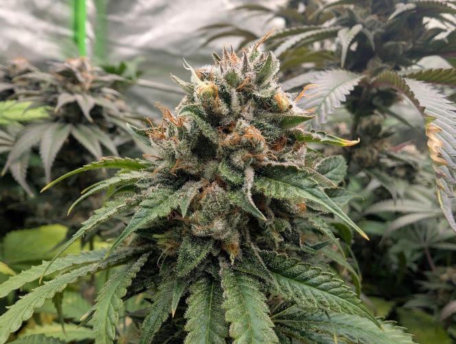 Do Si Tang. Week 14