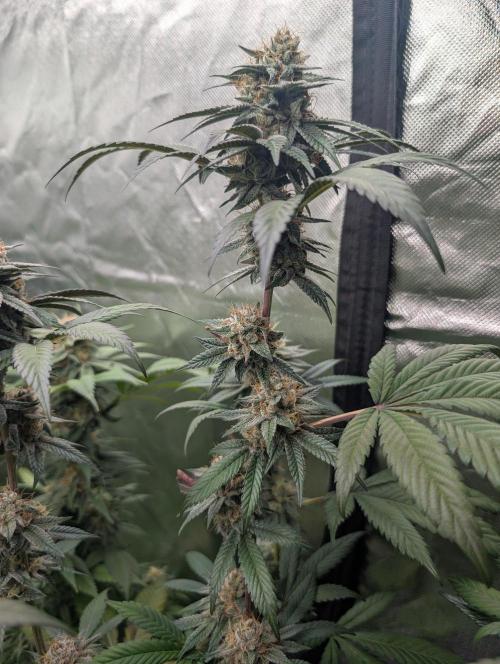 Pink Gelato 🍦😋. Week 14