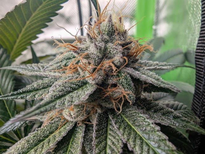Pink Gelato 🍦😋. Week 14