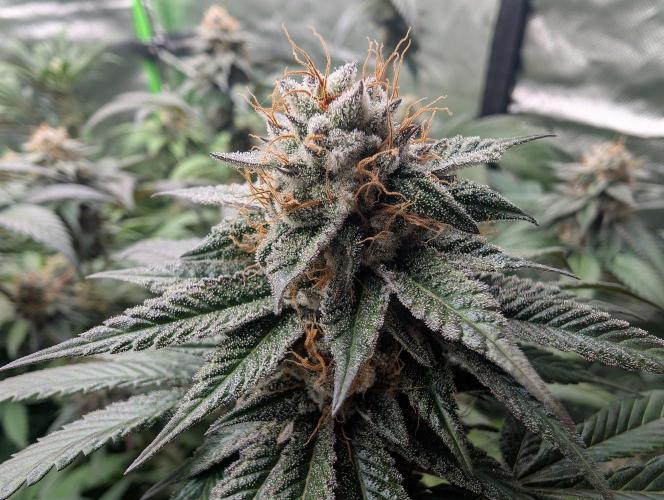 Pink Gelato 🍦😋. Week 14