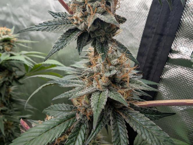 Pink Gelato 🍦😋. Week 14