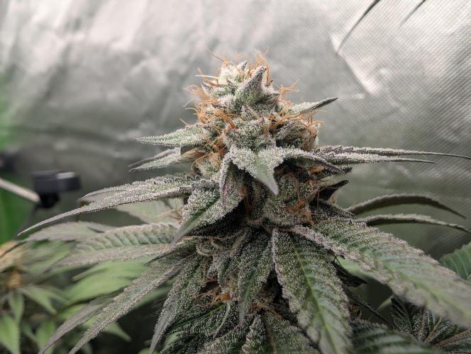 Pink Gelato 🍦😋. Week 14