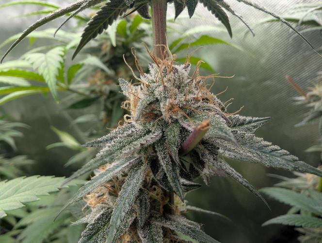 Pink Gelato 🍦😋. Week 14