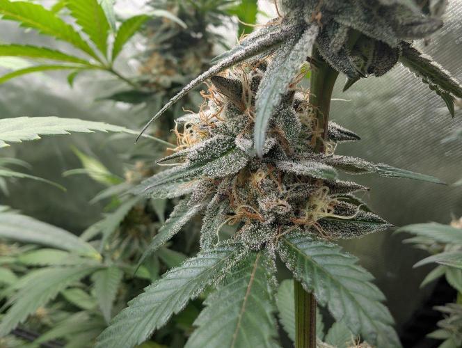 Pink Gelato 🍦😋. Week 14