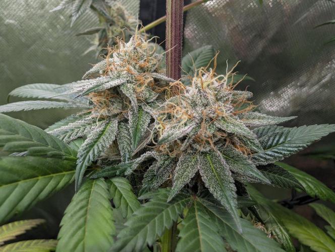 Pink Gelato 🍦😋. Week 14