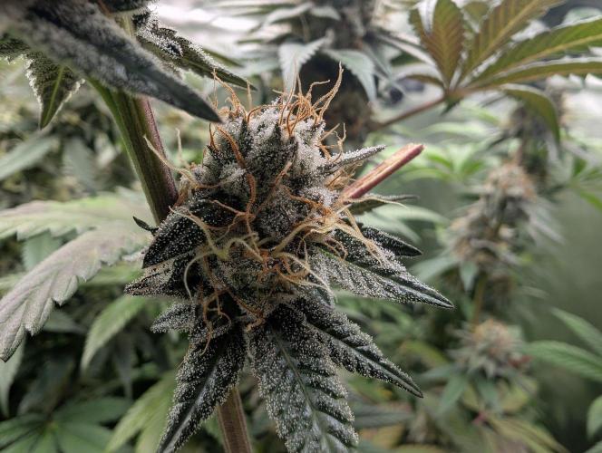 Pink Gelato 🍦😋. Week 14