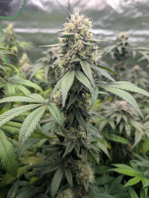 Lovely Z. Week 14