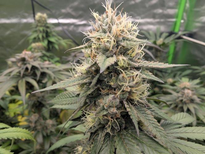 Lovely Z. Week 14