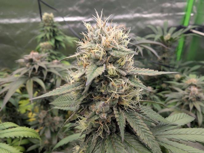 Lovely Z. Week 14