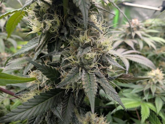Lovely Z. Week 14