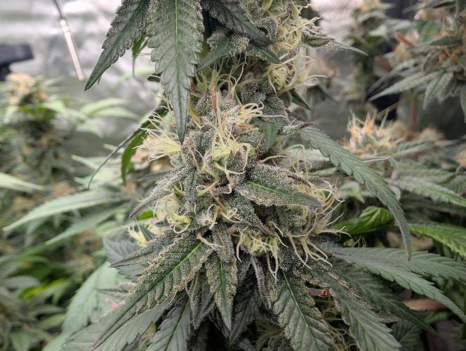 Lovely Z. Week 14