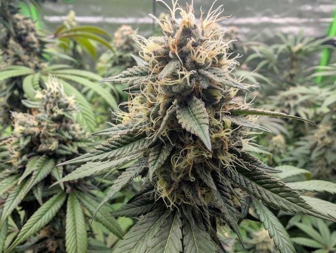 Lovely Z. Week 14