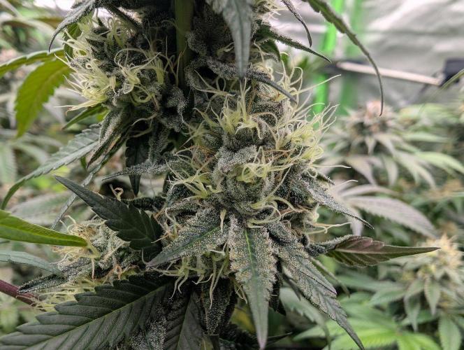 Lovely Z. Week 14
