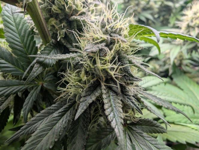Lovely Z. Week 14