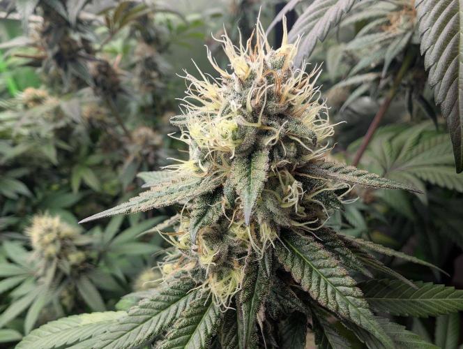 Lovely Z. Week 14