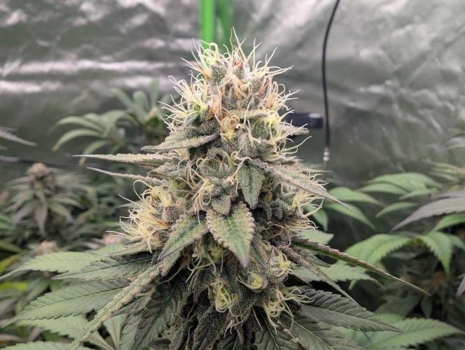 Lovely Z. Week 14