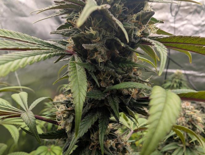 Monkey Venom. Week 14