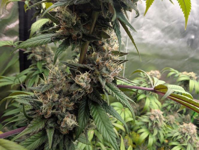 Monkey Venom. Week 14