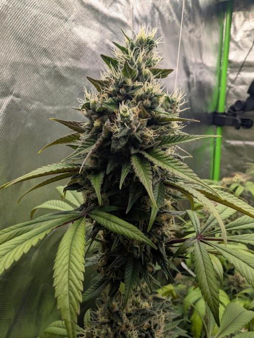 Monkey Venom. Week 14