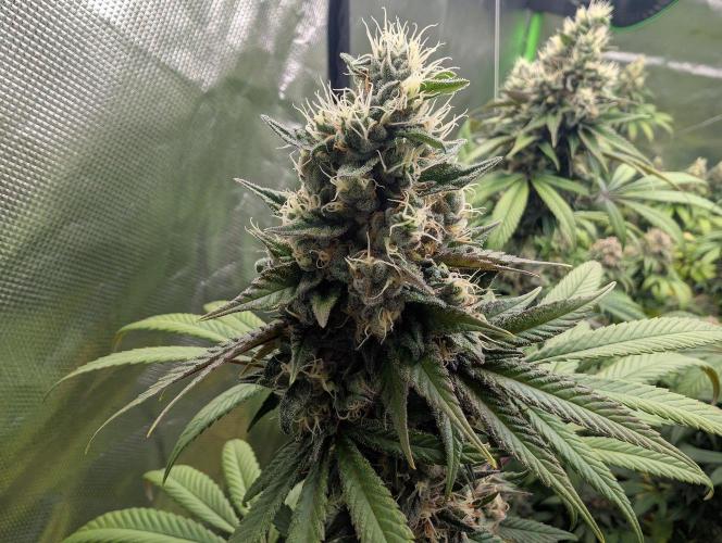 Monkey Venom. Week 14