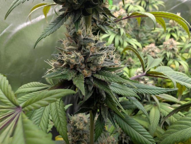 Monkey Venom. Week 14