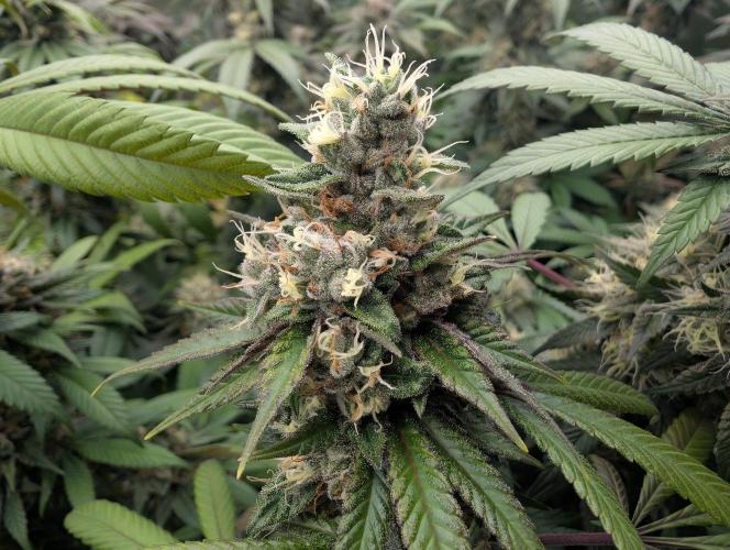 Monkey Venom. Week 14