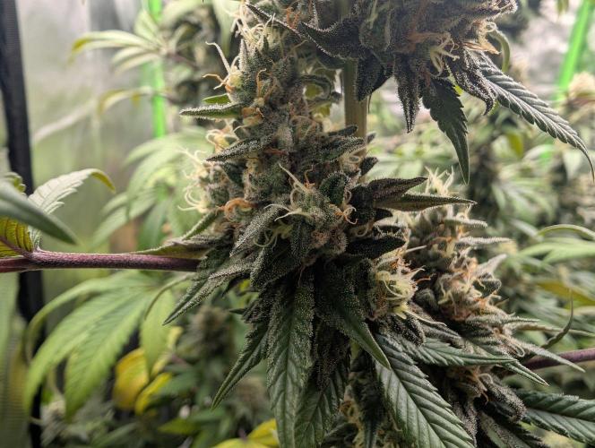 Monkey Venom. Week 14