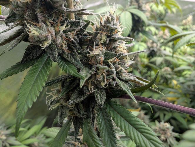 Monkey Venom. Week 14