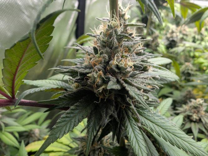 Monkey Grease. Week 14
