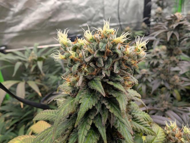 Zazatsu. Week 15