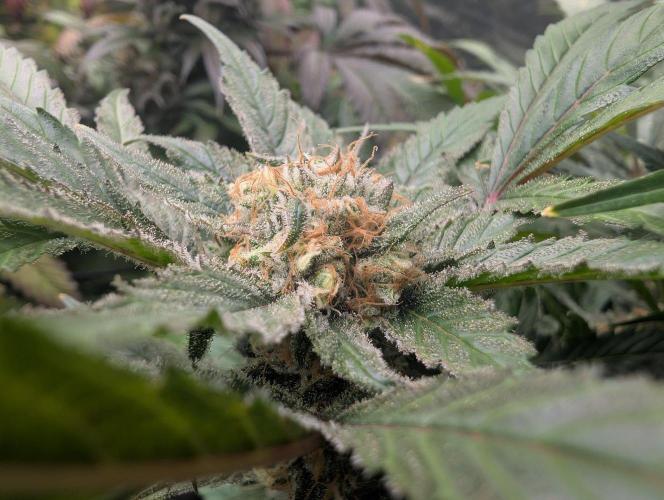 Wedding Cookies. Week 15
