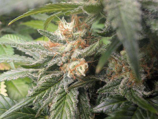 Growing Crack. Week 15