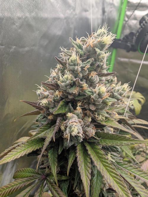 Monkey Venom. Week 15