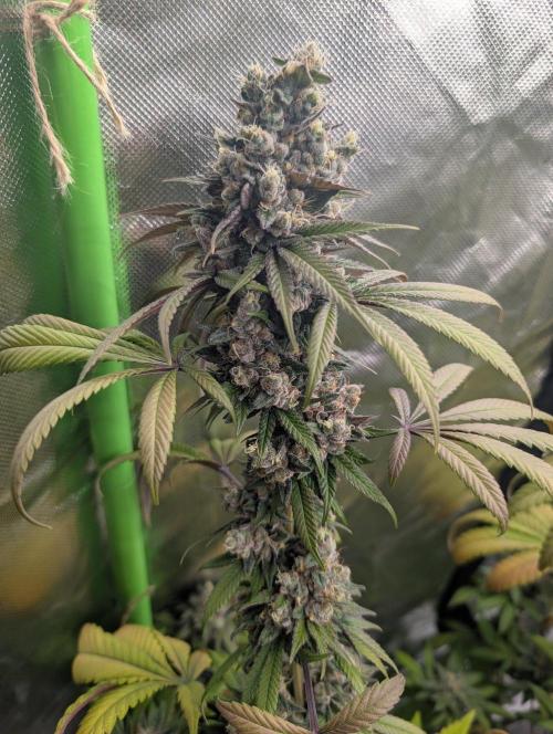 Monkey Venom. Week 15