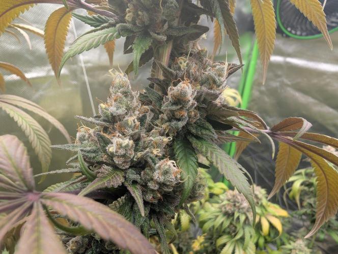 Monkey Venom. Week 15