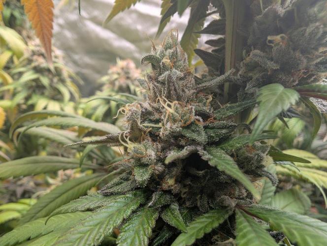 Monkey Venom. Week 15