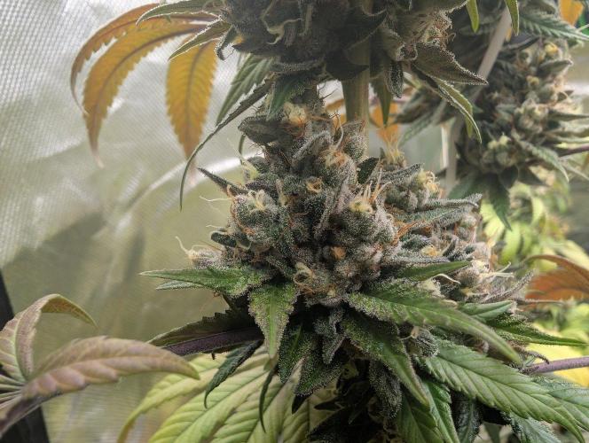 Monkey Venom. Week 15