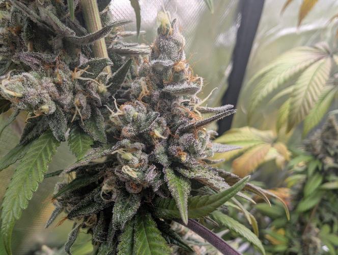 Monkey Venom. Week 15