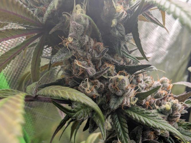 Monkey Venom. Week 15